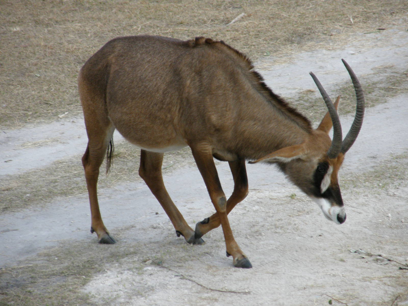 roan antelope