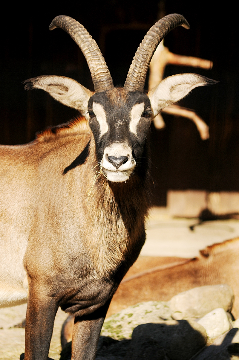 Roan antelope