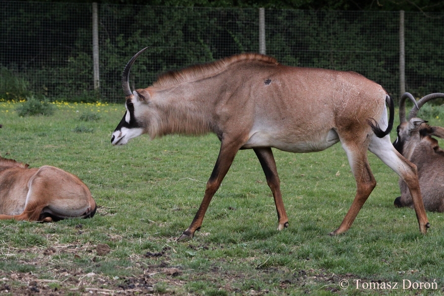 Roan Antelope