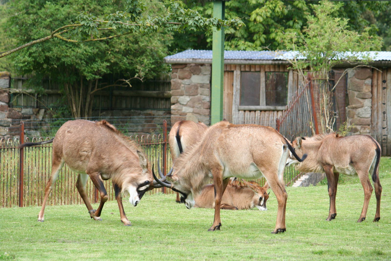 Roan Antelope