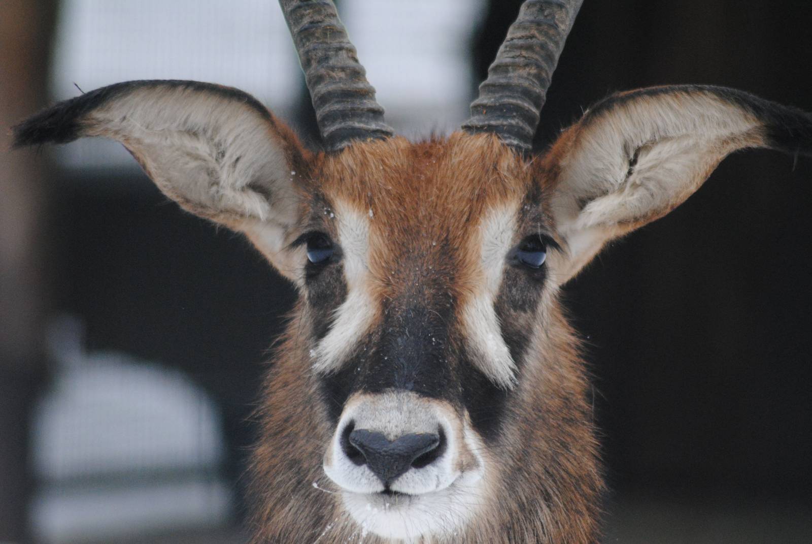 Roan antelope