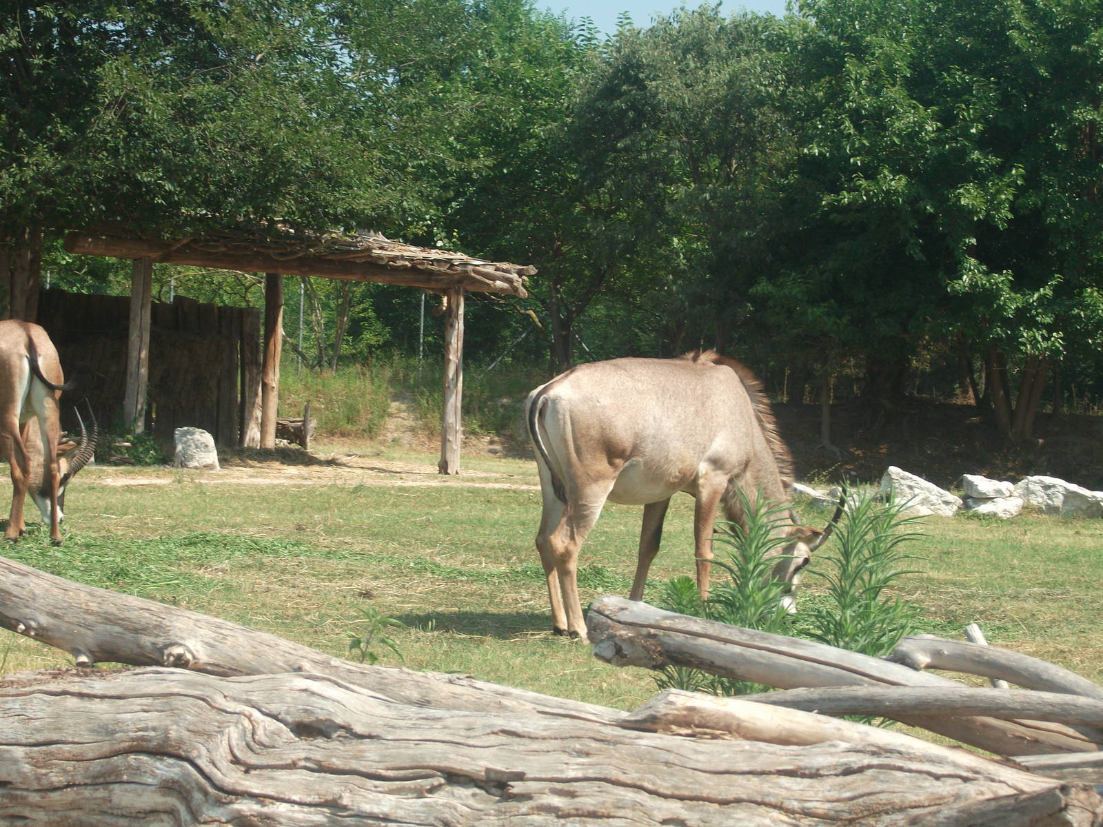 Roan Antelope
