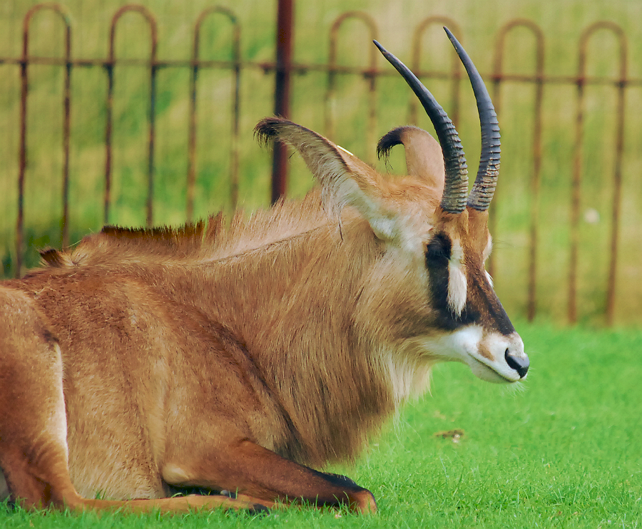 ROAN ANTELOPE