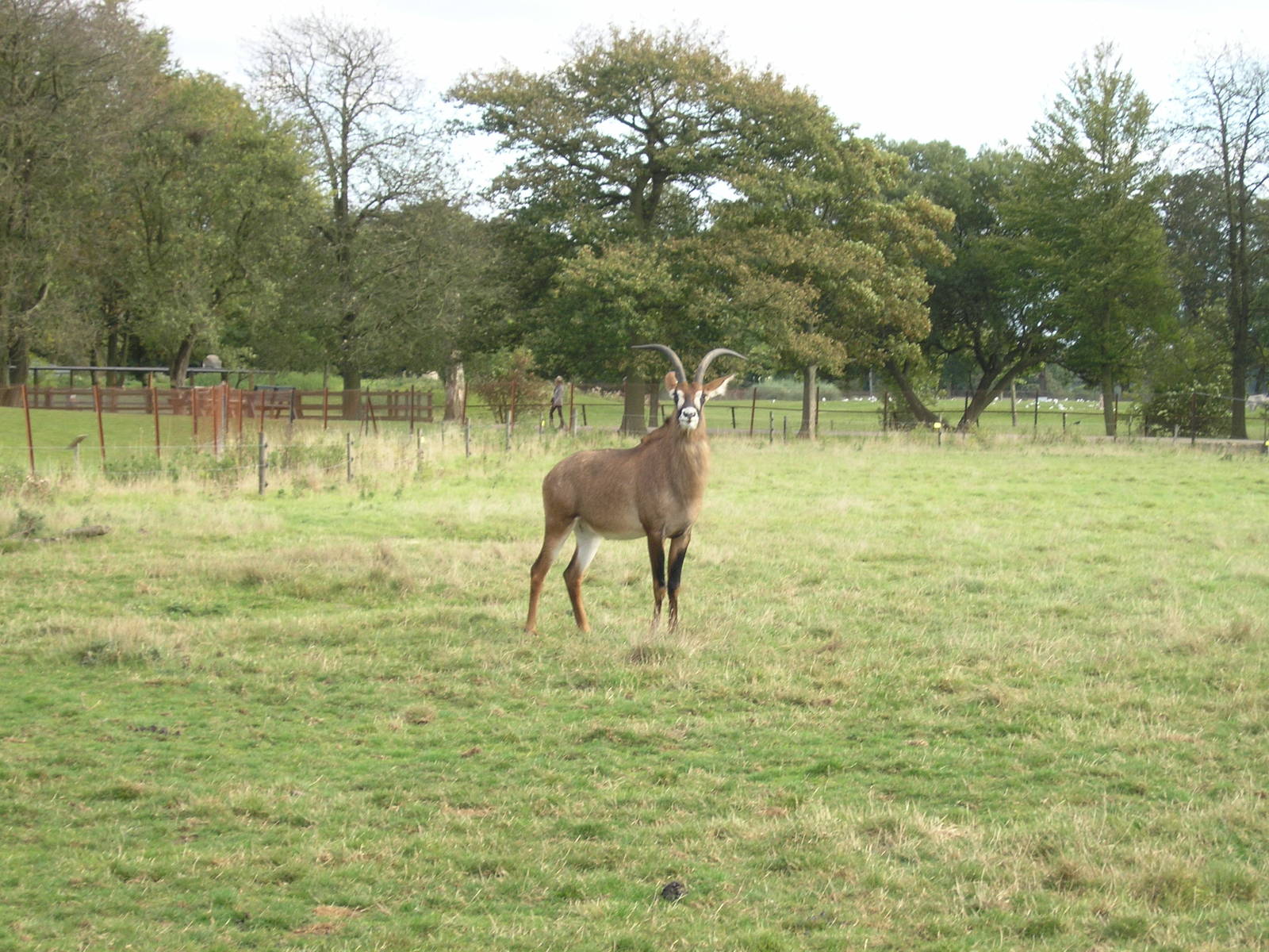 Roan Antelope