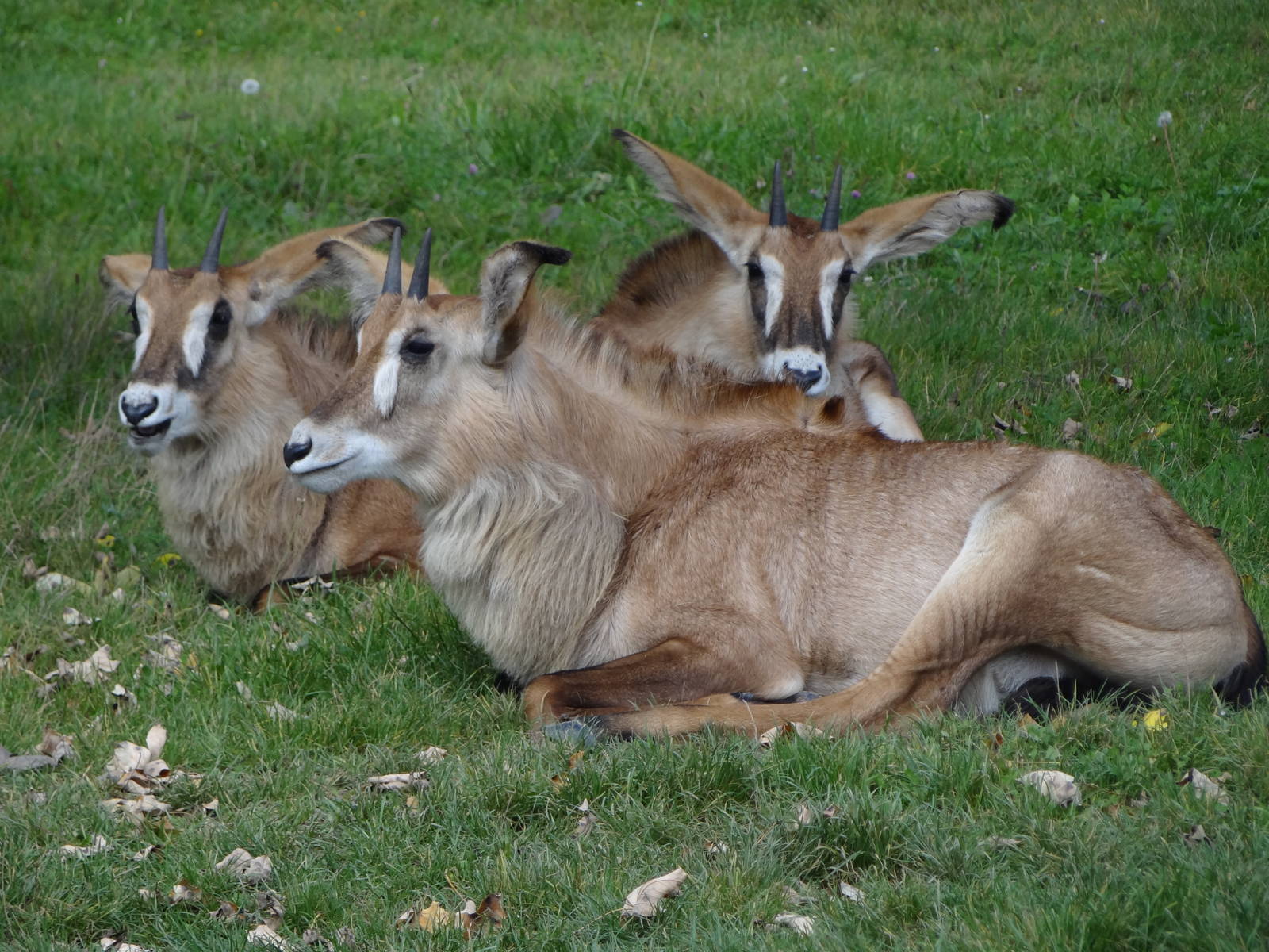 Roan Antelope