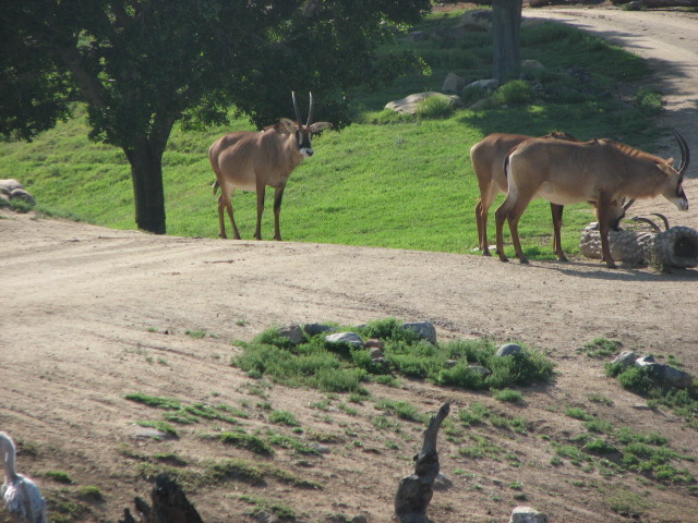 Roan antelope