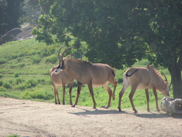 Roan antelope