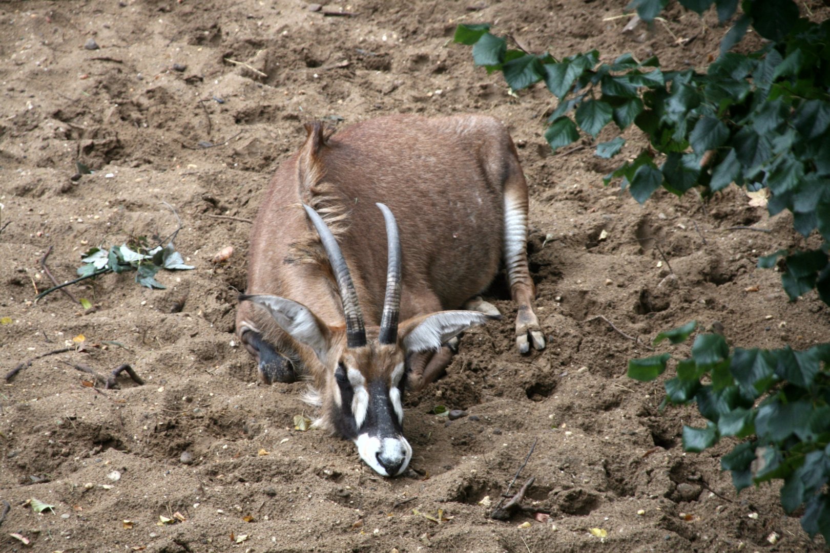 Roan antelope