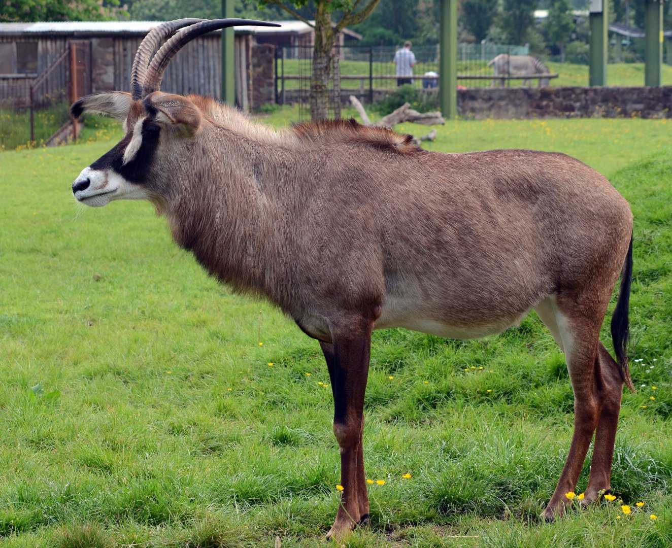 Roan Antelope
