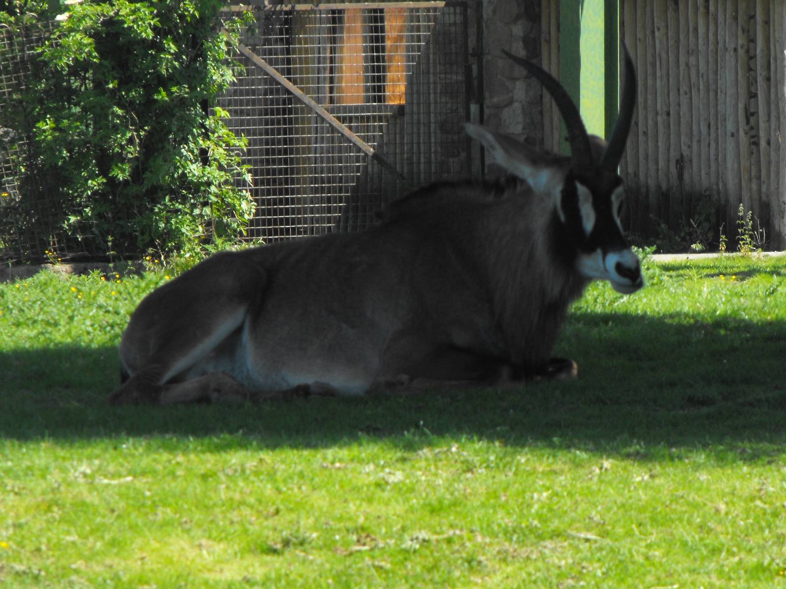 Roan Antelope