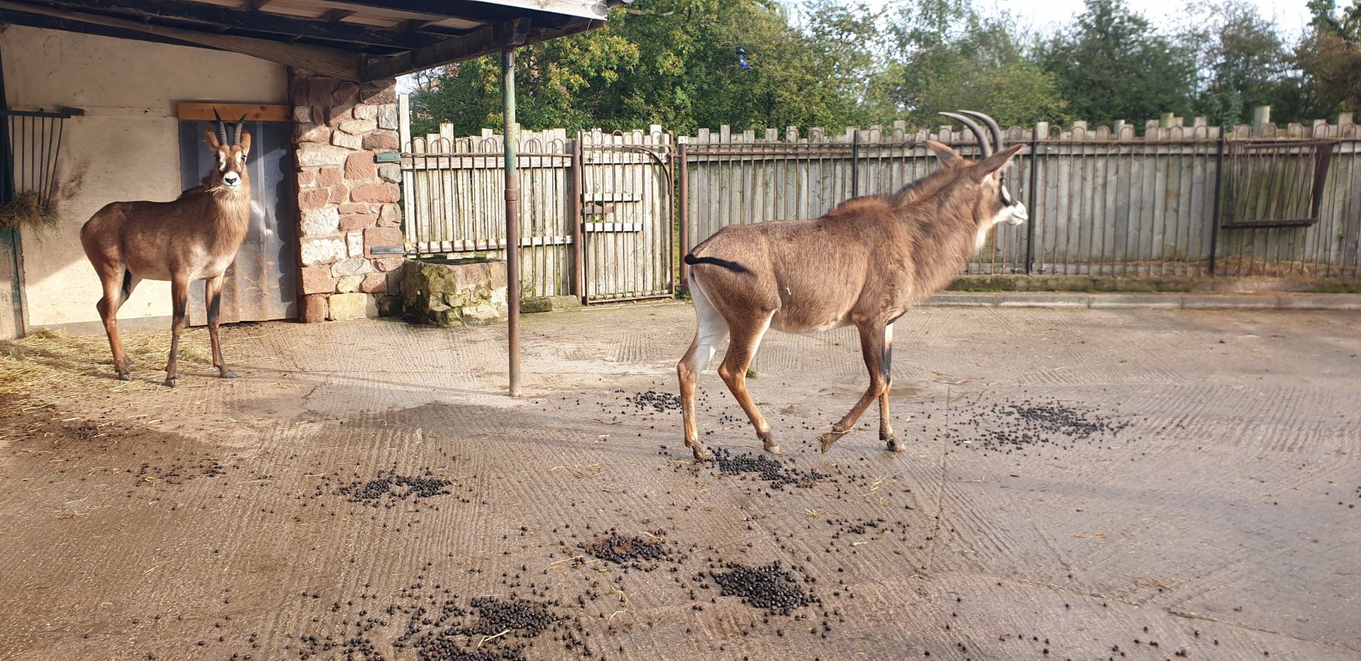 Roan antelope
