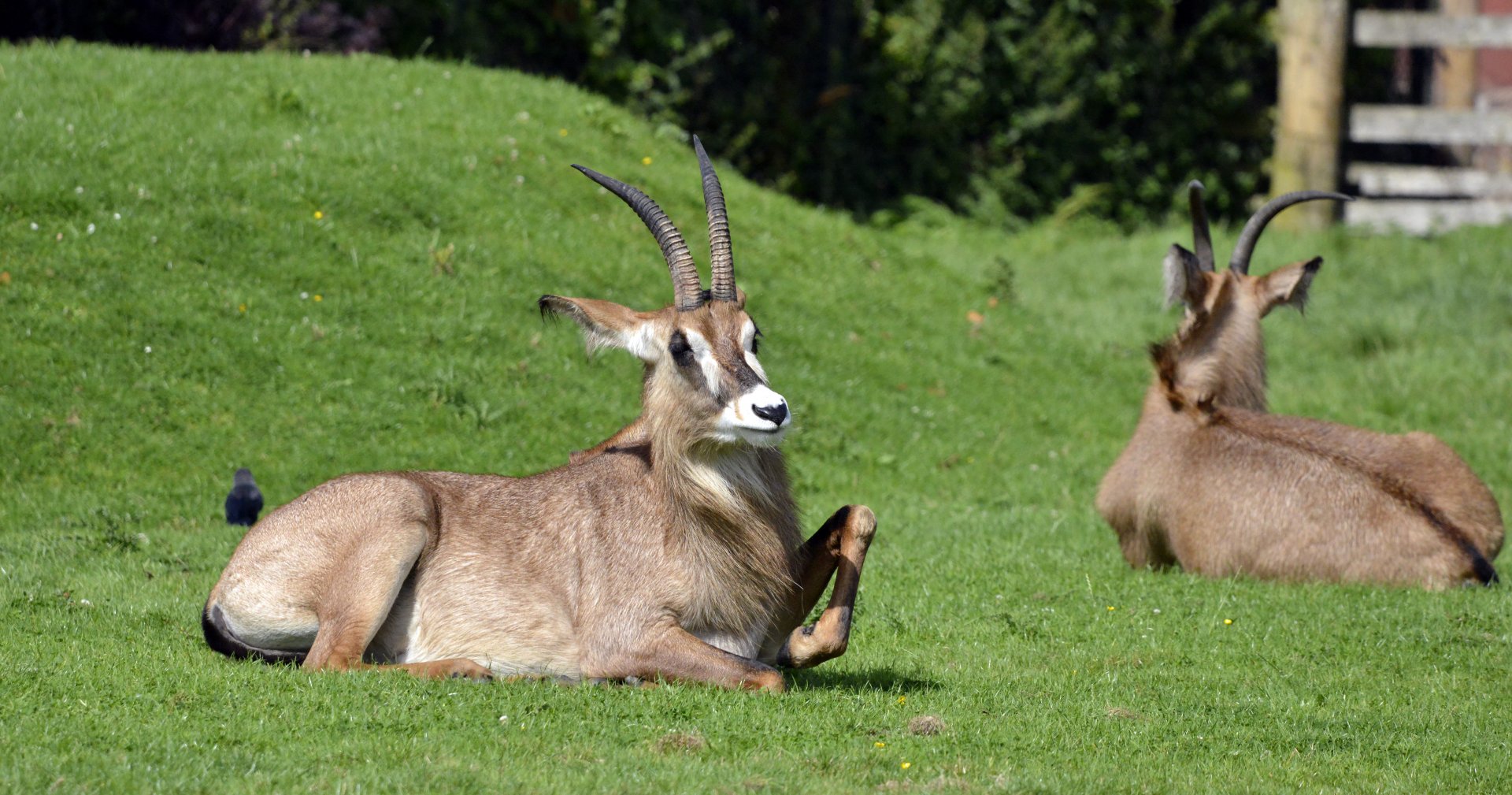 Roan antelope