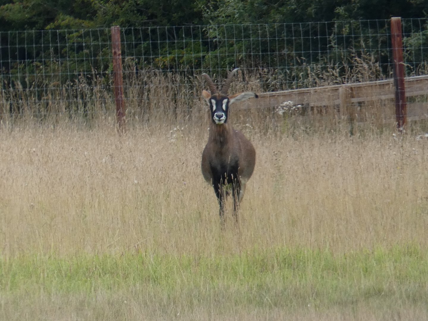 Roan antelope