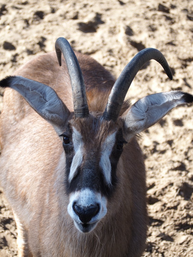 Roan Antelope