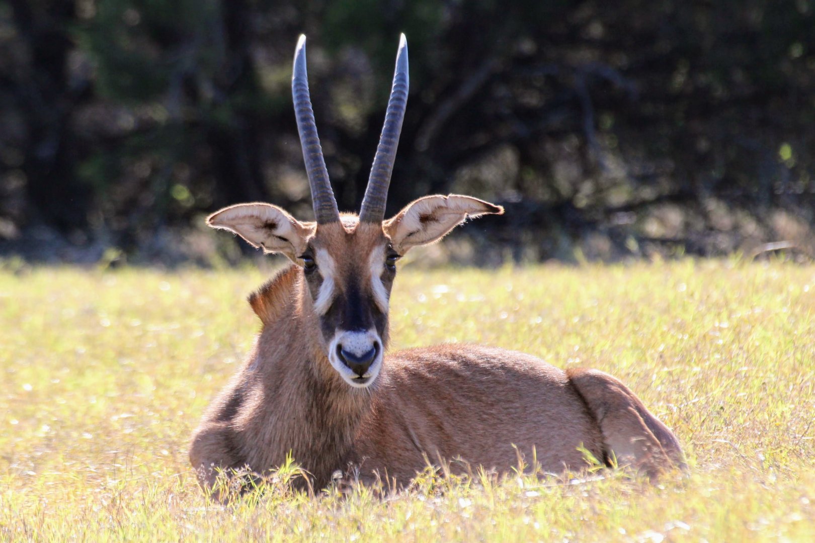 Roan Antelope