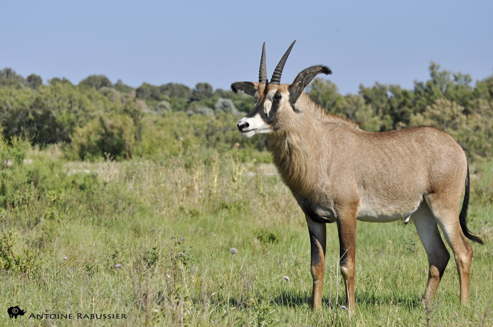 Roan antelope