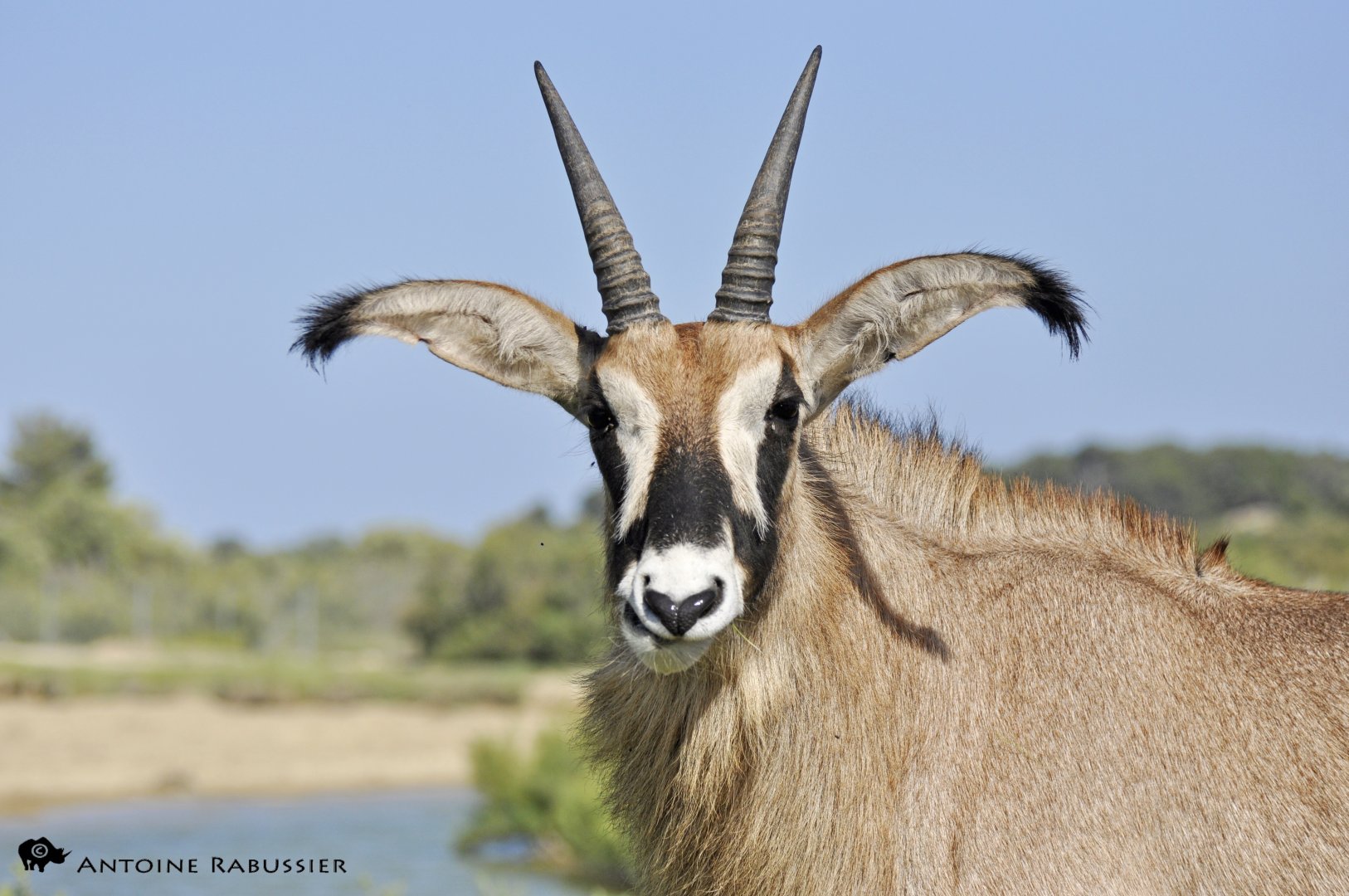 Roan antelope