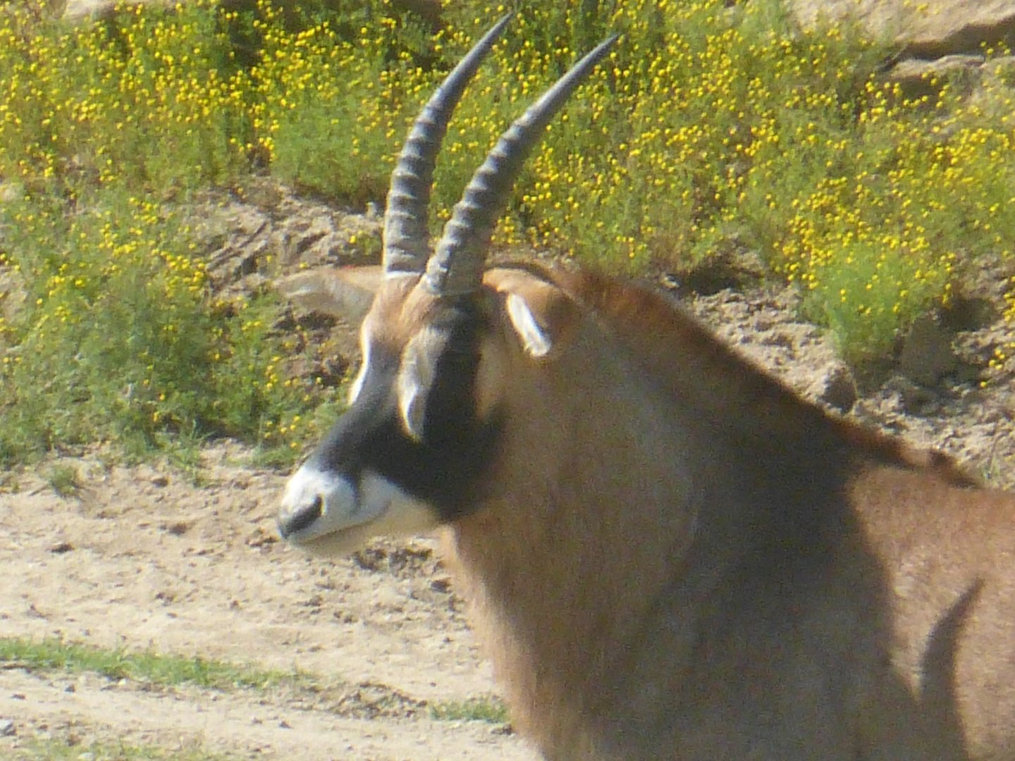 Roan antelope