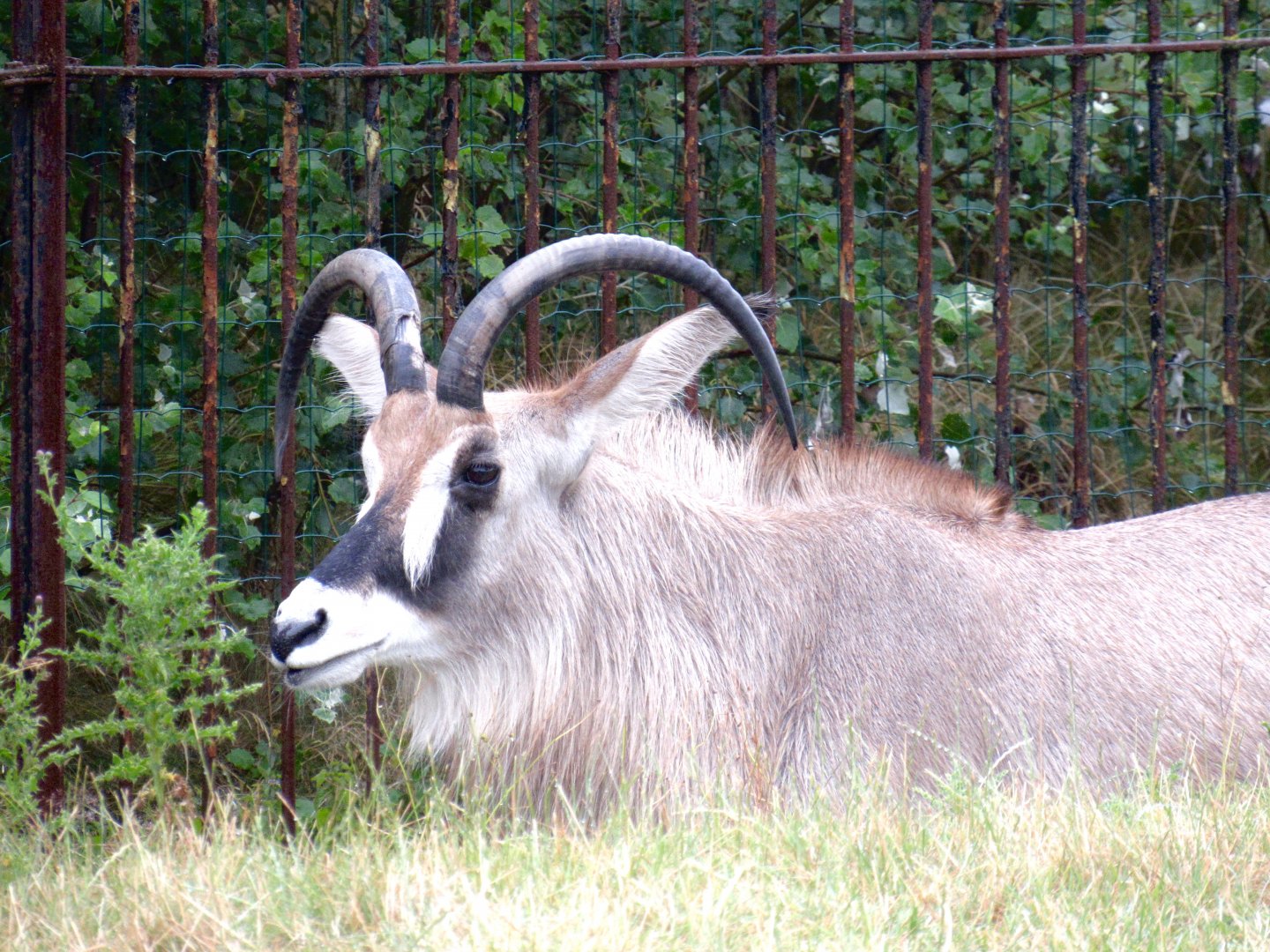 Roan Antelope