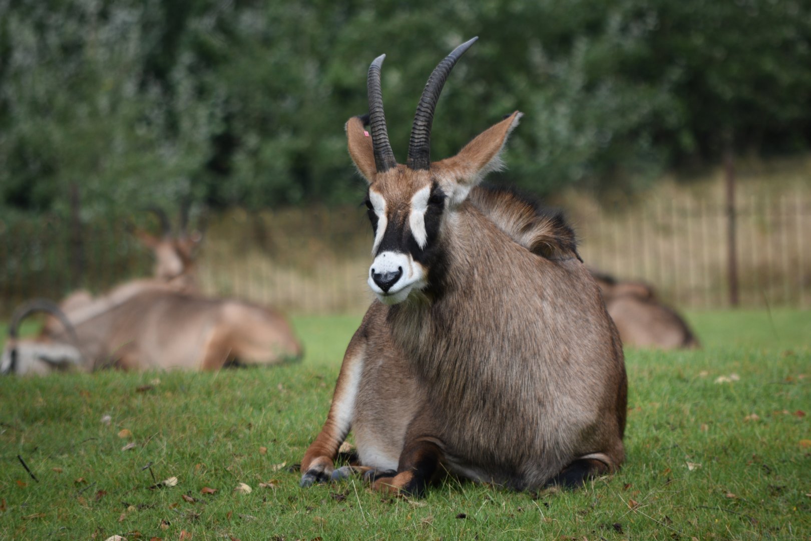 Roan antelope