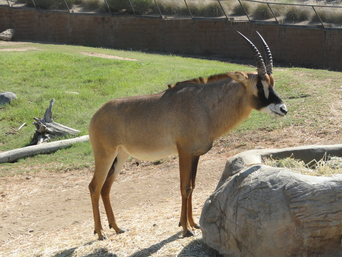 Roan Antelope