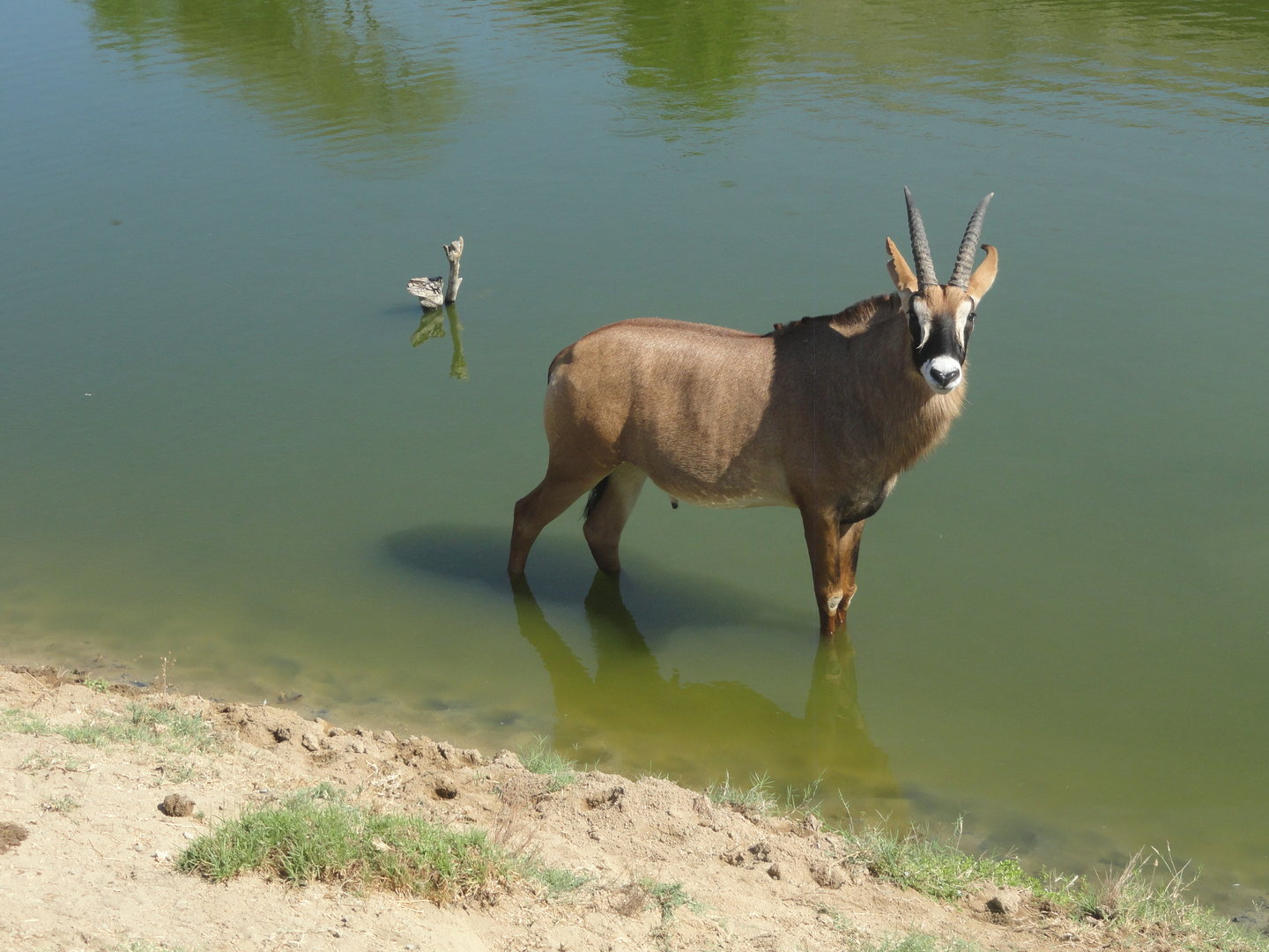 Roan Antelope