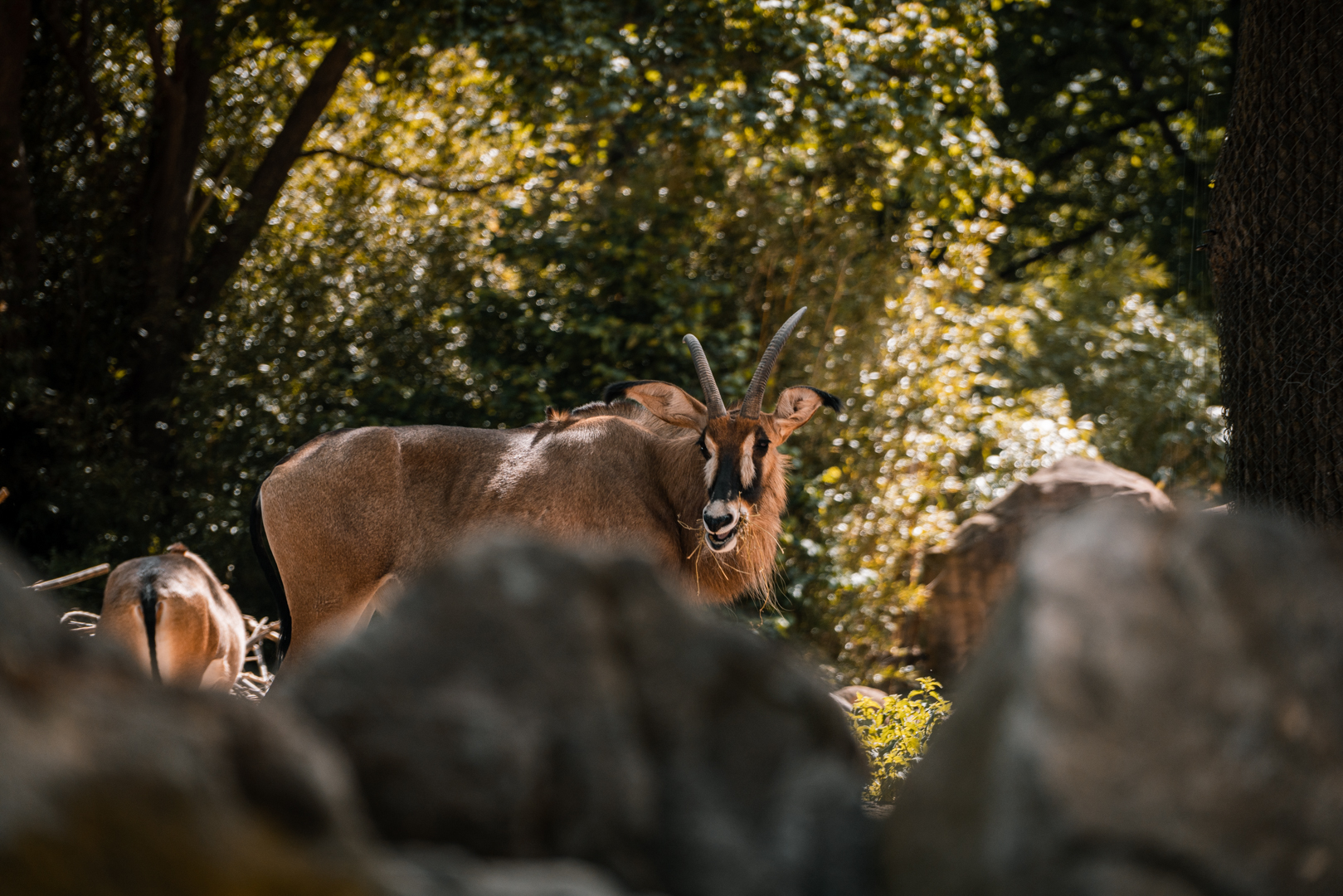 Roan Antelope