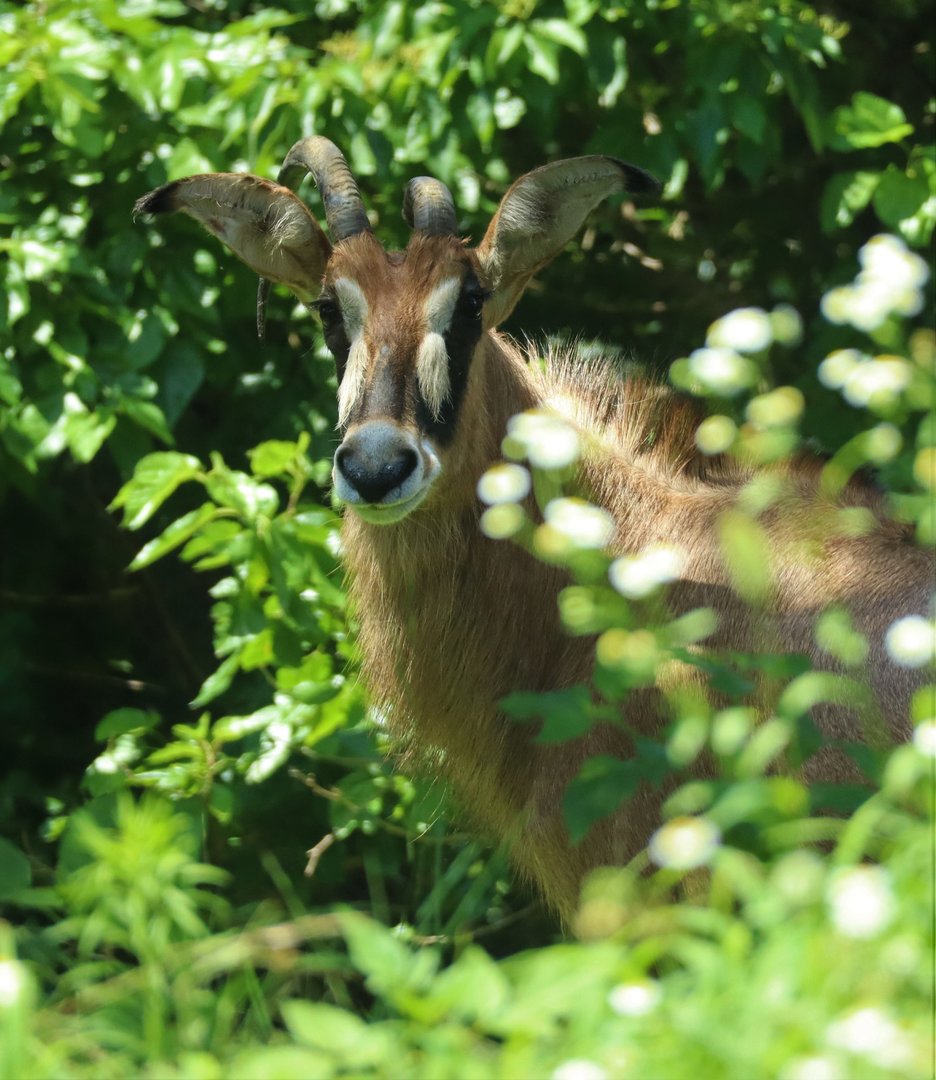 Roan Antelope