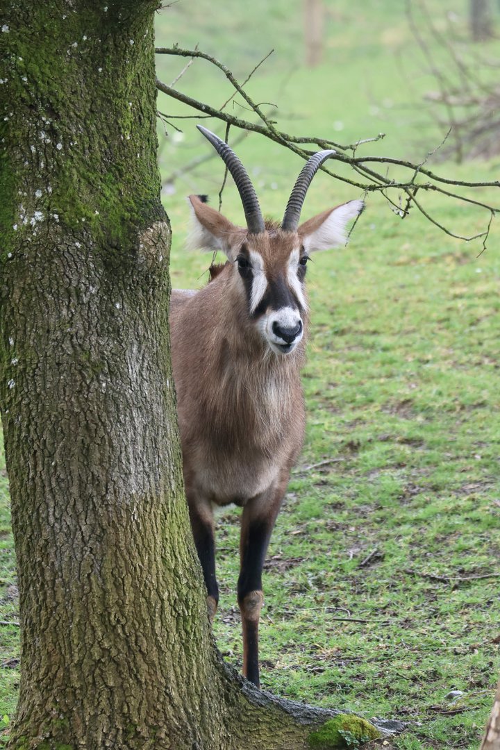 Roan Antelope