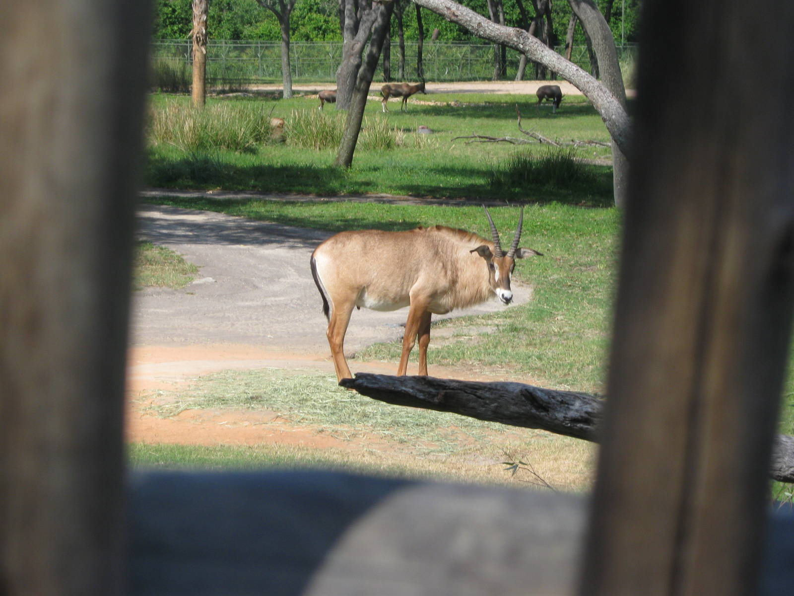 Roan Antelope