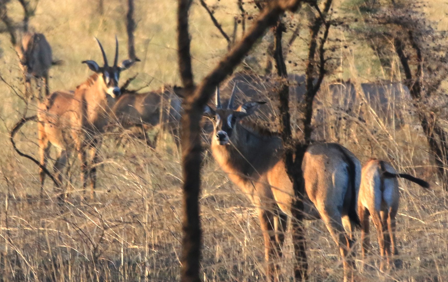 Roan antelope