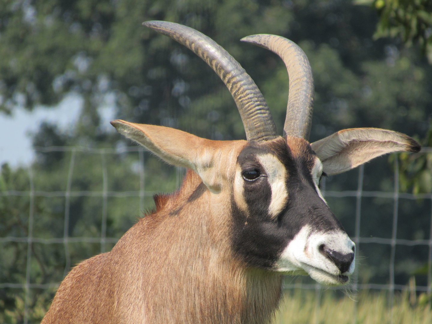 Roan Antelope
