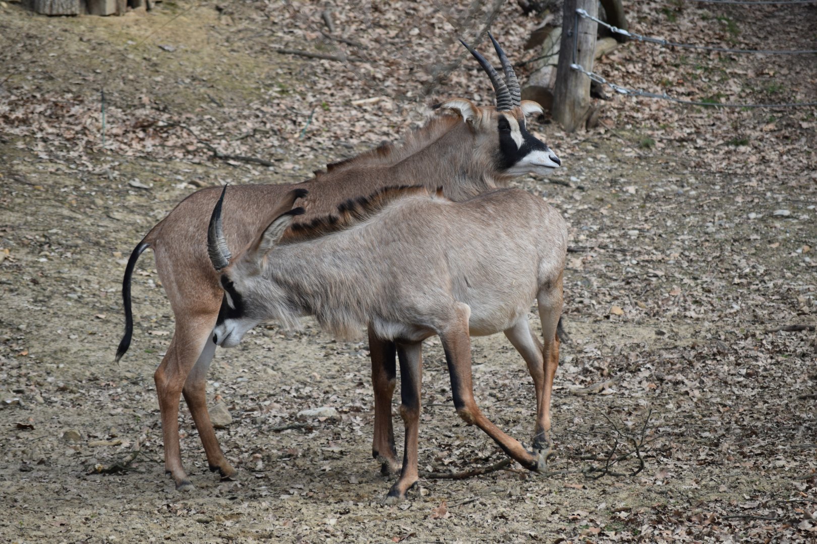 Roan antelope