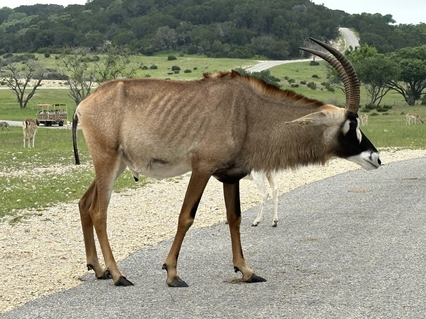 Roan Antelope