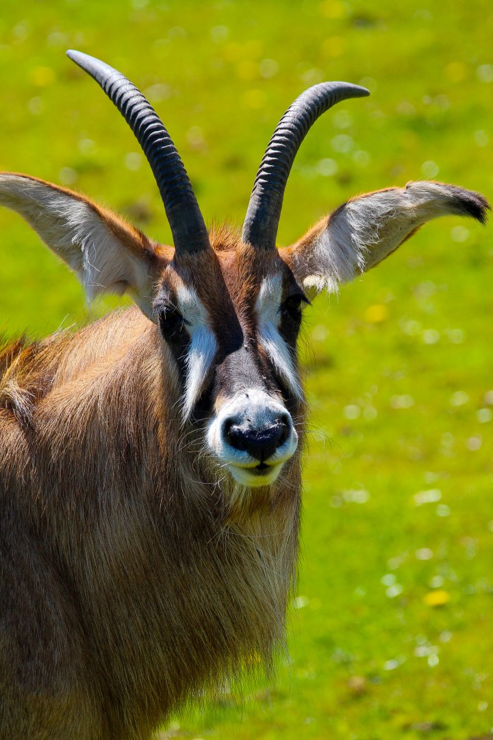Roan Antelope
