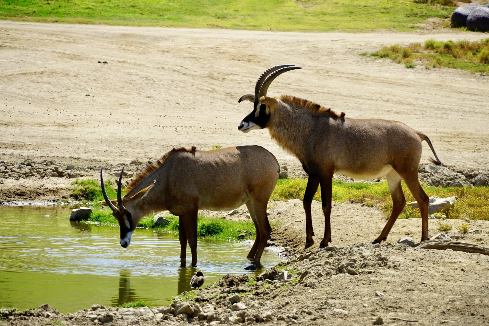 Roan Antelope