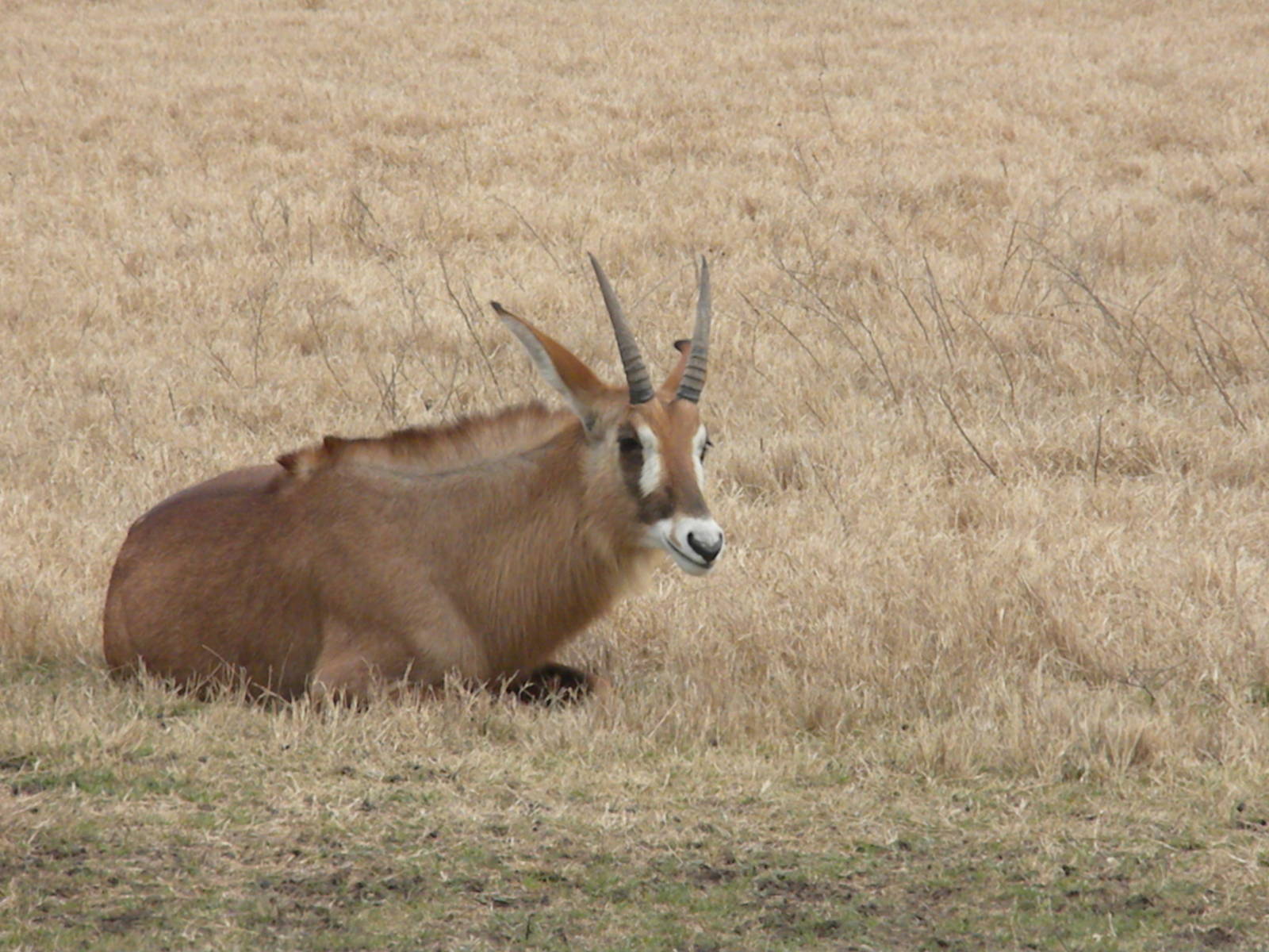 Roan Antelope
