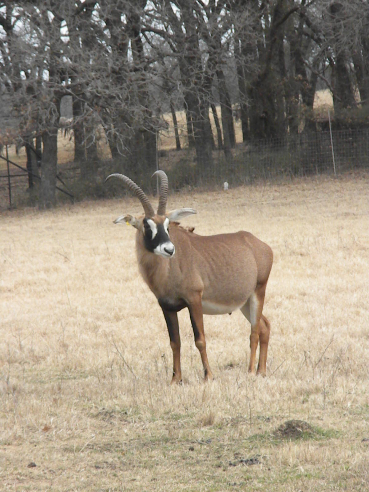 Roan Antelope