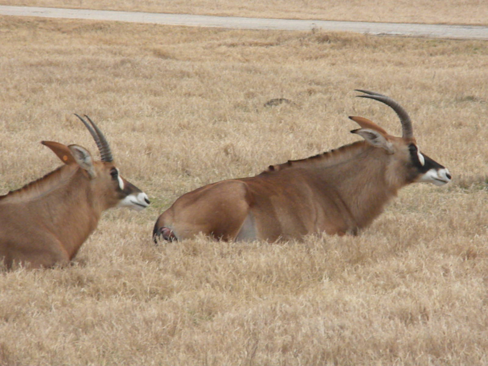 Roan Antelope