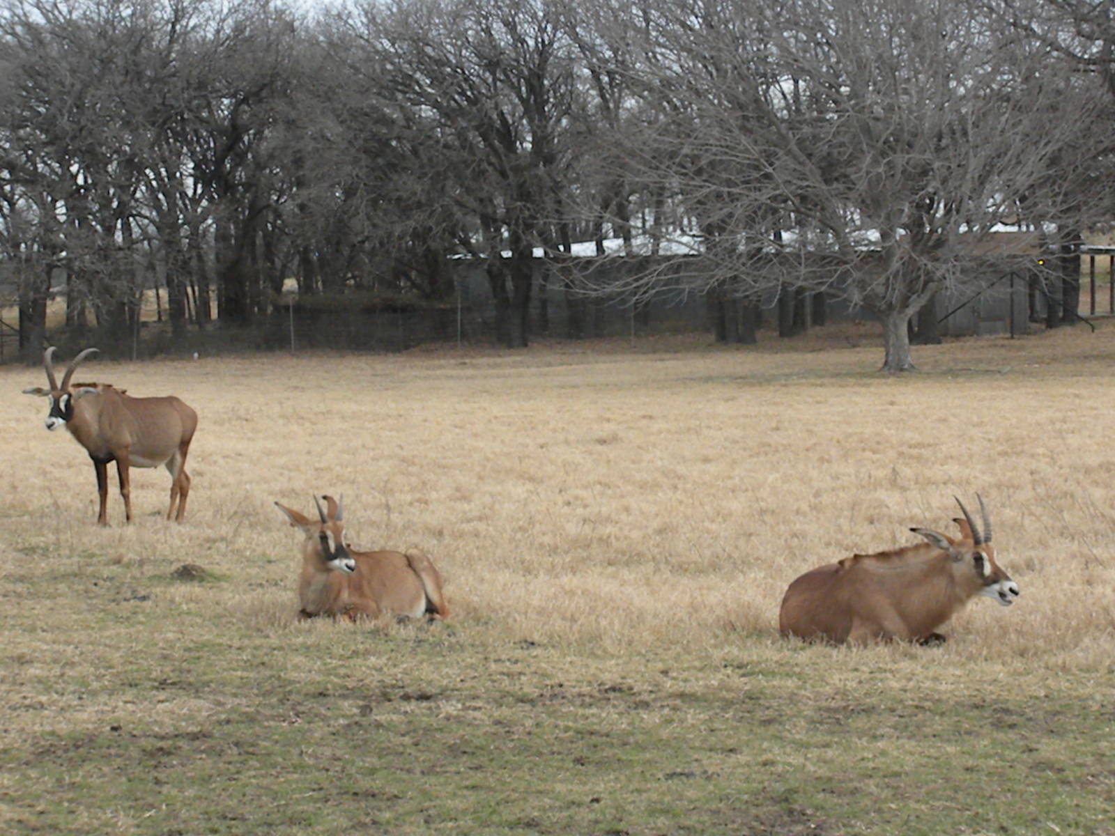 Roan Antelope
