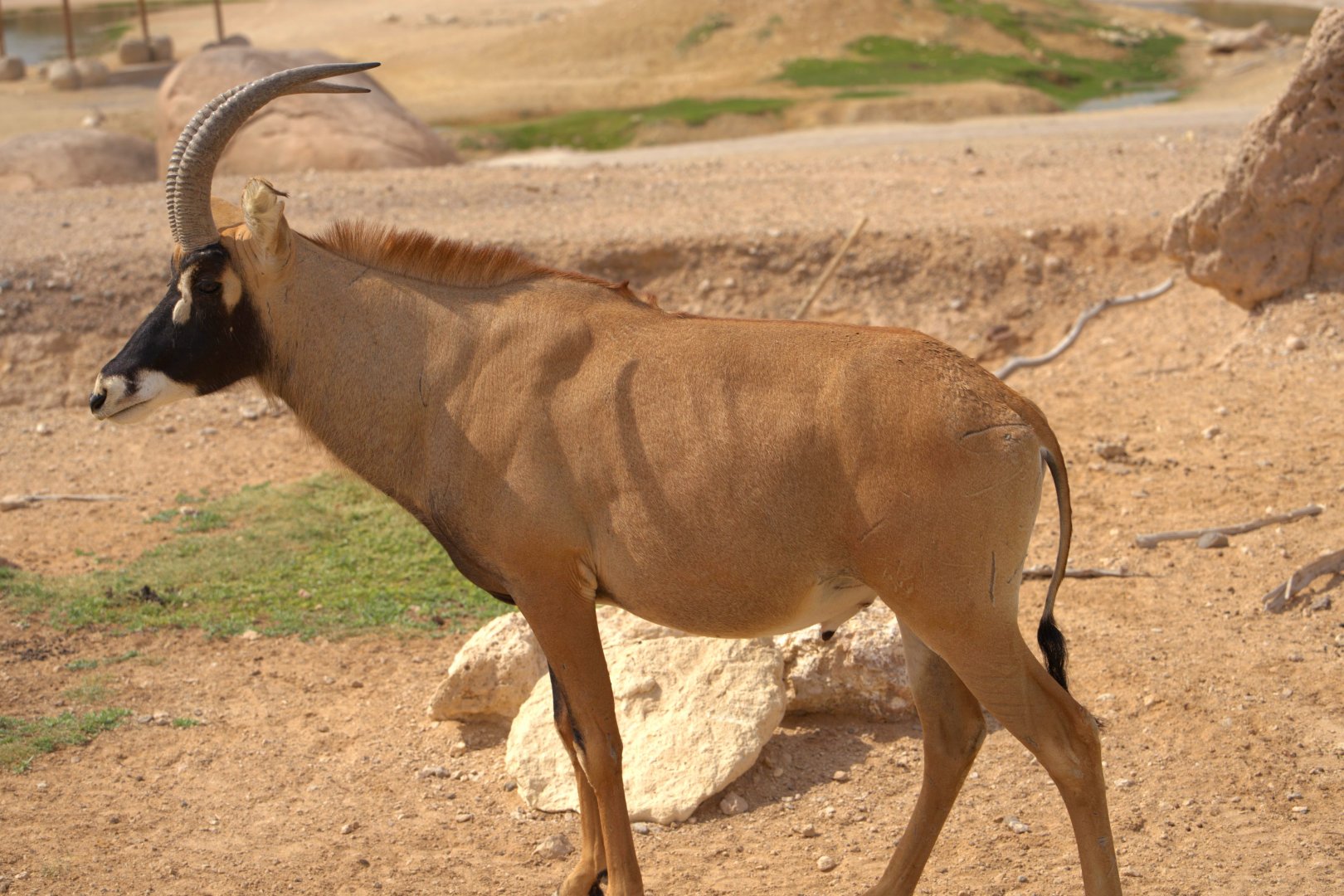 Roan antelope