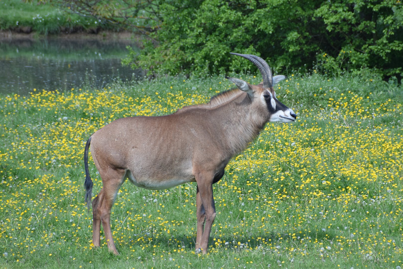 Roan antelope