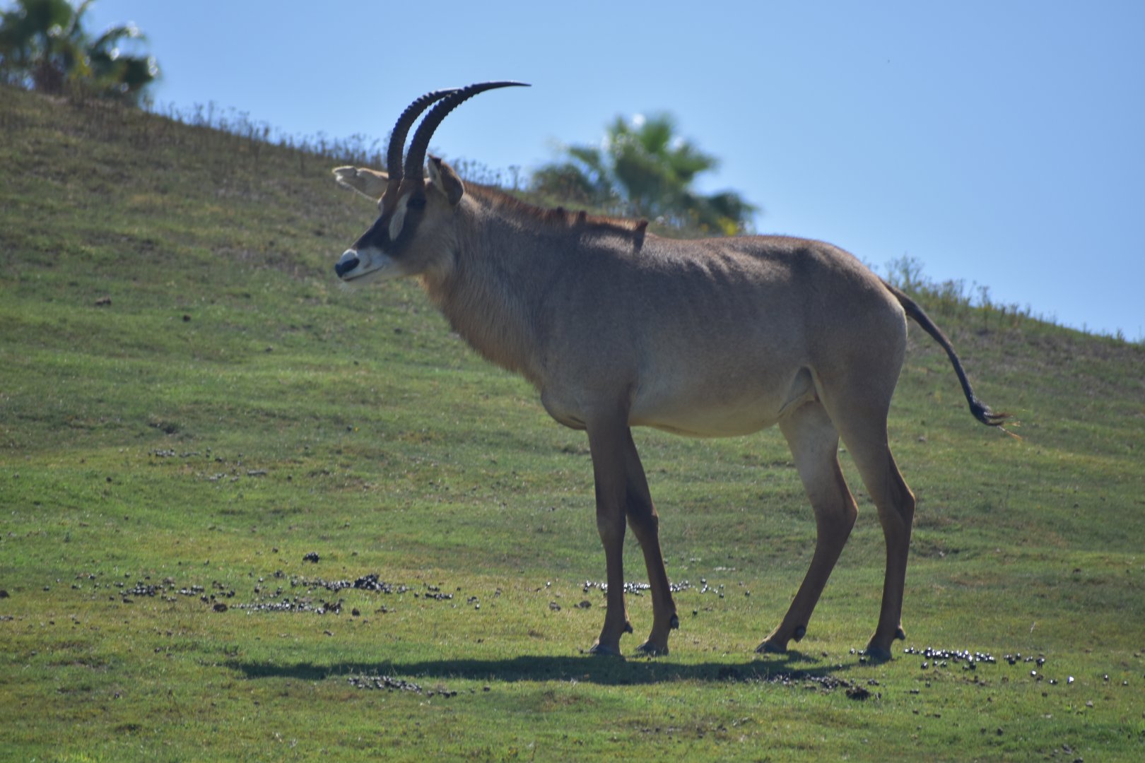 Roan Antelope