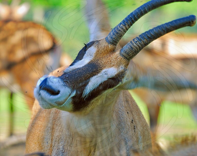 Roan Antelope