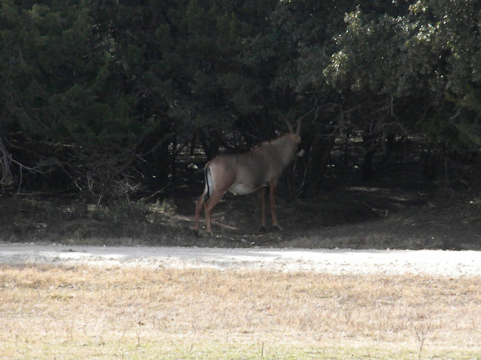 Roan Antelope