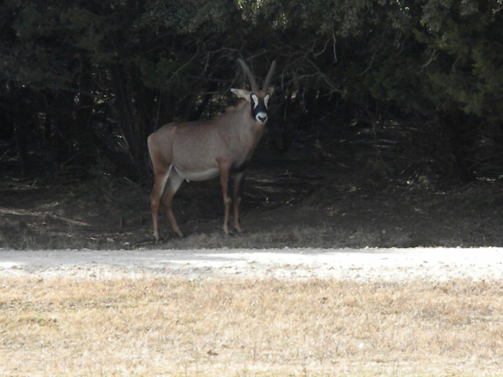 Roan Antelope
