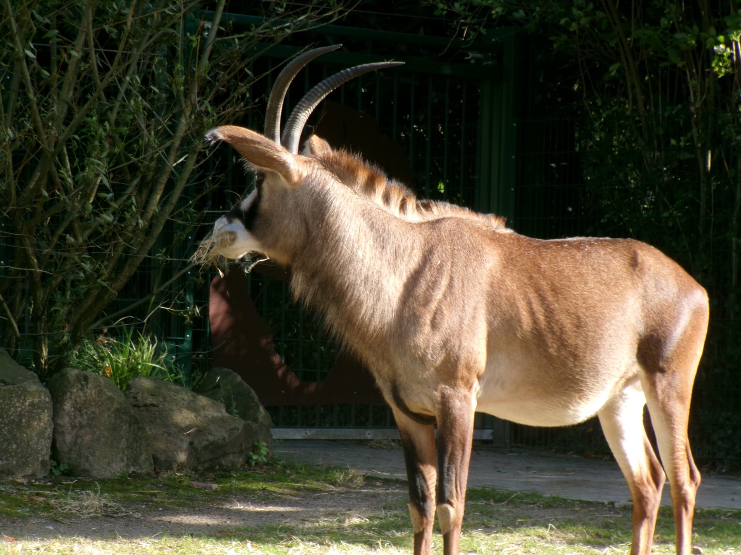 Roan antelope