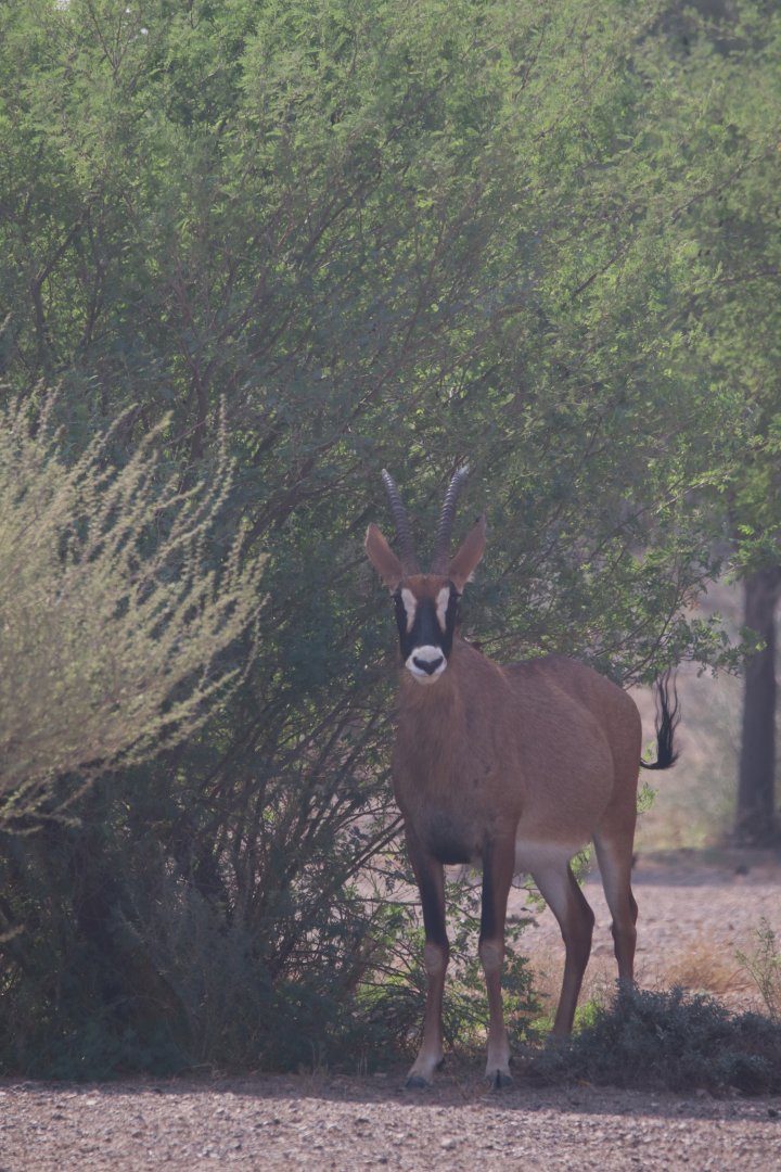 Roan antelope