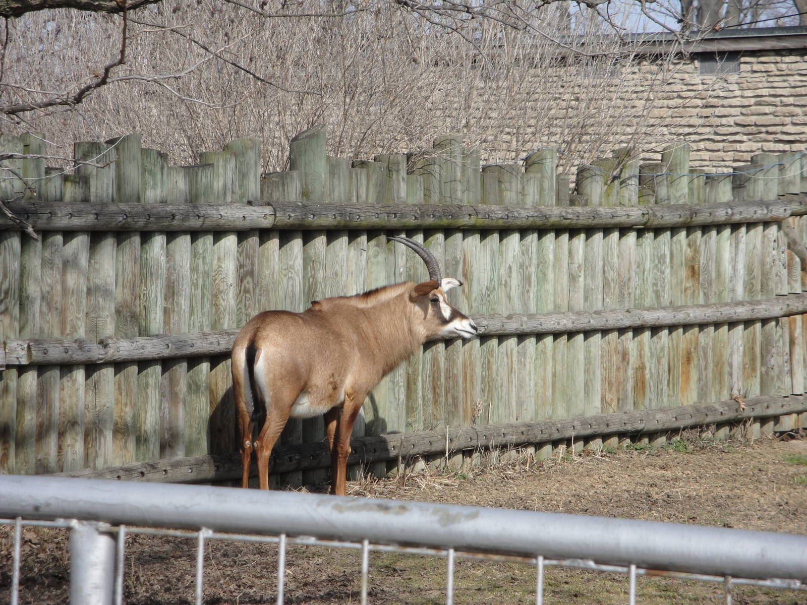 Roan Antelope