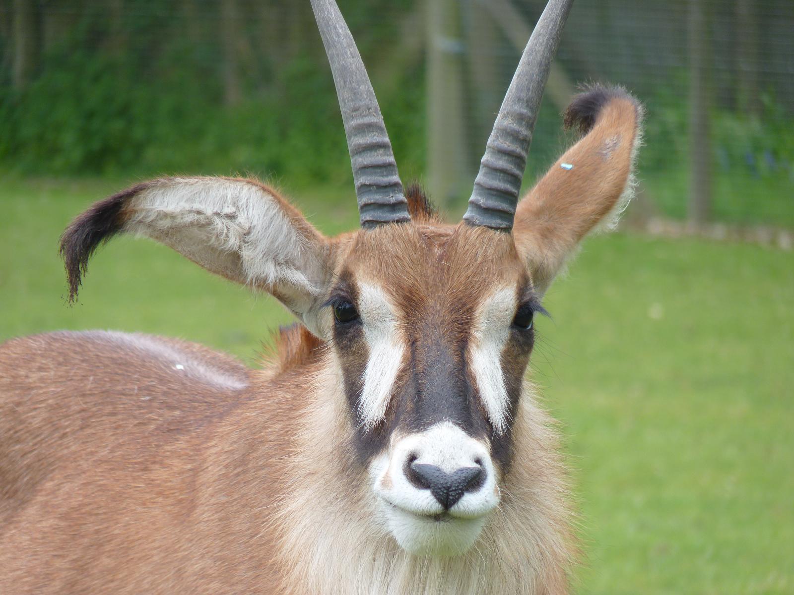 Roan Antelope